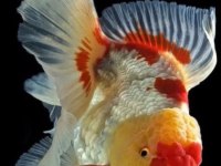 Baby Face Oranda Japonlar Fethiyeden Tüm Sehirlere