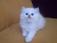 British longhair safkan disi erkek yavrularimiz