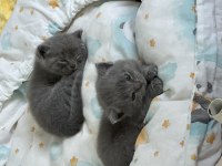 Tatlı british shorthair bebekler