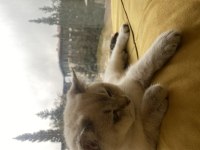 Dişi kedimiz için aynı cins erkek kedi arıyorum