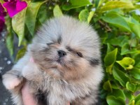 Pomeranian boo micro erkek full şecereli