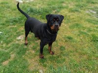 A Kalite Dişi Rottweiler