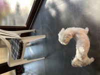 Köpeğime Eş İlanı Kızıma Uygun Eş Arıyorum