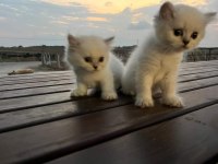 Lynx british shorthair yavrularımız