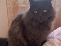7 yaşında british longhair
