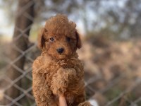 Siyah kırmızı erkek ve dişi poodle yavrularımız