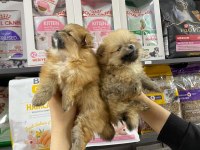 Dişi Sevimli Pomeranian Bebekler