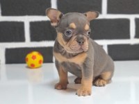 Egzotik renk french bulldog bebeklerimiz
