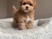 Maltipoo Yavrularımız Toy Poodle Tadındadır