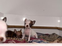 XS TEACUP ORJİNAL CHİHUAHUA BEBEKLER