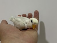 EL BESLEME YAVRU CENNET SEVDA PAPAĞANLAR