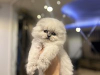 SCOTTISH FOLD LONYAVRULARIM