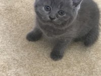 Scottish Fold Ve Straight