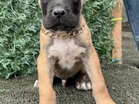 60 GÜNLÜK CANE CORSO YAVRULAR
