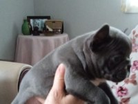 Blue french bulldog