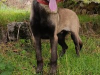 Ful Maske Güzellik Abidesi Safkan 4 Aylık Malinois Yavrum