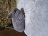 Hollanda Cücesi Tavşan Netherland Dwarf
