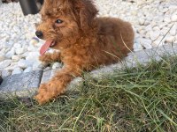 UYGUN TEACUP DİŞİ AŞILI POODLE