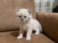 Dişi ve erkek british longhair bebeklerimiz