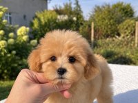 Maltipoo Biblo Erkek