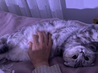 3 yaşında Scottish Fold