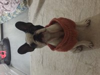 Güzel french bulldog kızıma yuva arıyoruz