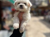 MALTESE YAVRULARIMIZ HAZIRDIR