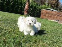 MALTESE TERRIER YAVRULARI