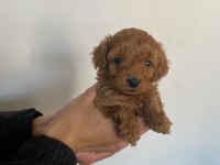 Tatlı toy poodle bebeklerim