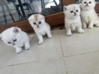 ANNE BABA ŞECERELİ DIŞI VE ERKEK YAVRULAR