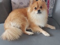 Pomeranian spitz 2 yaşında