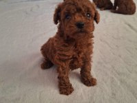 RED BROWN TOY POODLE YAVRULAR
