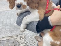 Cavalier king charles erkek köpeğimiz