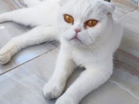 Acil sahiplendirilecek dişi scottish fold