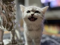Saf Kan Silver British Shorthair