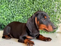 Choco tan ve Black tan Dachshund Yavrular