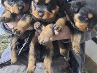 Macar rottweiler