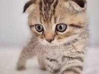 18 nisan doğumlu scottish fold erkek