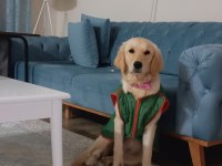 Saf golden retriever