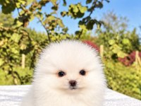 ÜST DÜZEY BİBLO MİBİ BOY POMERANİAN BOO