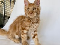 SAFKAN XL Mainecoon Red 