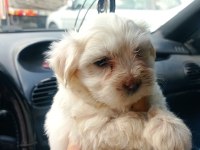 Maltese yavru köpekler