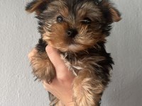 Yorkshire terrier
