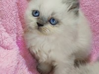 Panda scottish fold bebekler