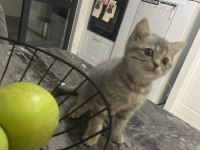 British shorthair yavru kedim