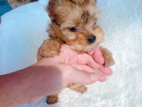 Wc eğitimli tea cup safkan morkie yavrumuz