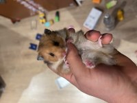 Ev üretimi teddy bear hamster