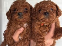 Ufacık toy Poodle yavrularım