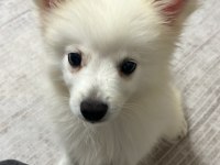 POMERANİAN SPİTZ