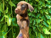 Ev ortamından iri doberman yavruları